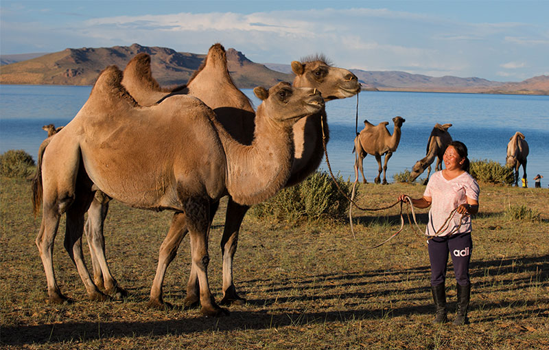 nomadic lifestyle mongolia 
